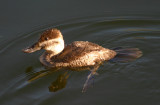 Ruddy Duck; female