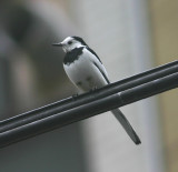 White Wagtail