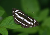 Neptis hylas luculenta (Common Sailor)