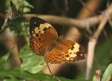 Cupha erymanthis (The Rustic)