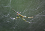 Unknown spider