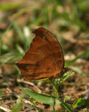 Melanitis leda (Common Evening Brown)