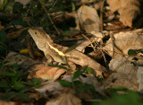  Japalura swinhonis (Swinhoes Japalura); endemic