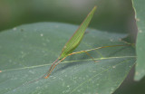 Katydid species