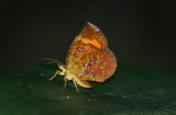 Callidula attenuate (No common name)