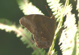 Lethe chandica ratnacri (Angled Red Forester)