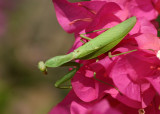 Hierodula patellifera (Large Green Mantid)