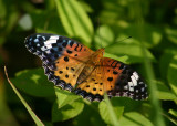 Argyreus hyperbius (Indian Fritillary); female