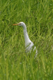 Eastern Cattle Egret