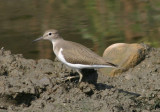 Common Sandpiper