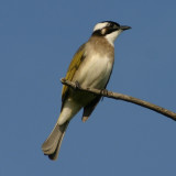 Light-vented Bulbul