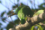 Taiwan Barbet; endemic
