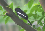 Oriental Magpie-Robin; exotic