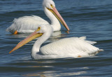 American White Pelicans; basic