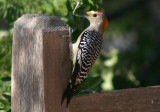 Golden-fronted Woodpecker; male