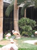 flamingos 2.jpg