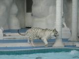 white tiger 2.jpg