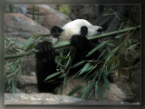 Giant Panda - The flute lesson.