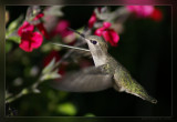 Annas Hummingbird 03