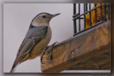 White-breasted Nuthatch 02