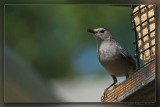 Gray Catbird 01