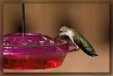 Ruby-throated Hummingbird 04_hf.jpg