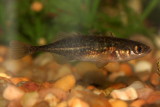 Brook Stickleback (Culaea inconstans)