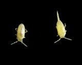 Class Collembola - Springtails