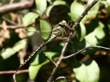 Canada Darner (Aeshna canadensis)