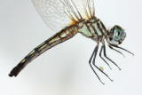 Blue Dasher (Pachydiplax longipennis)