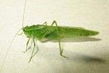 Northern Bush Katydid (Scudderia septentrionalis) male