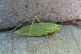 Northern Bush Katydid (Scudderia septentrionalis) female