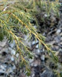 Eastern Red-Cedar (Juniperus virginiana)