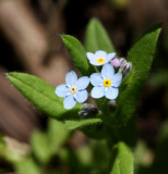 Changing Forget-me-not (Myosotis discolor)