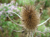 Common Teasel (Dipsacus fullonum)