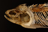 Goldeneye (Hiodon alosoides)