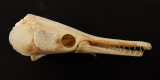 Shortnose Gar (L. platostomus)