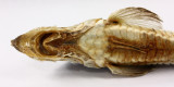 Sturgeon Poacher (Agonus acipenserinus)