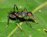 Stilt-legged Fly, Plocoscelus sp. (Micropezidae)