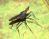 Neriid Fly, Nerius sp. (Neriidae)