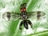 Richardiid Fly, Richardia sp. (Richardiidae: Richardiinae)