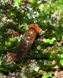 Vinegar Fly (Drosophilidae)