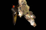 Dance Fly (Empididae)
