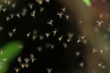 Gall Midges (Cecidomyiidae)