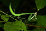 Oxyopsis festae (Mantidae: Stagmomantinae)