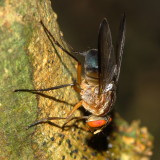 Blow Fly, Mesembrinella sp. (Calliphoridae)