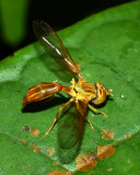 Flower Fly, Hybobathus lineatus (Syrphidae: Syrphinae)