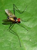 Parasitic Fly, Cholomyia sp. (Tachinidae: Tachininae)