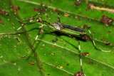 Crane Fly, Sigmatomera cf. (Tipulidae: Limoniinae)