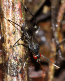 Stilt-legged Fly, Poecilotylus sp. (Micropezidae)